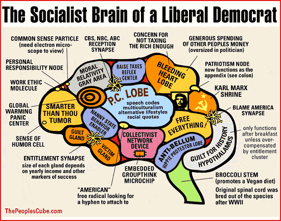 the-socialist-brain-of-a-liberal-democrat[1]