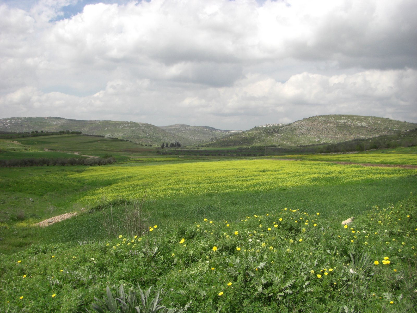 making-the-desert-bloom-kumah.org_1.jpg