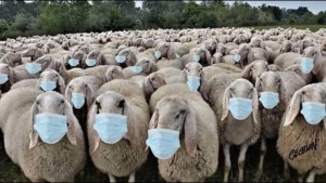 HERD IMBECILITY